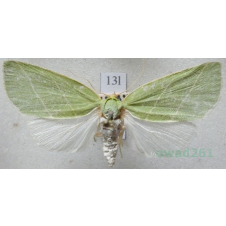 Bena bicolorana (Fuessly, 1775) Czech13l